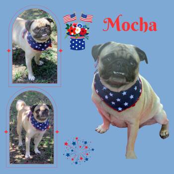 Mocha (Ritzy) -  Pug Dog for Adoption in Lindsay, California - Mocha (Ritzy) | PetCurious