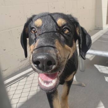 Buzz -  Doberman Pinscher and Mixed Breed Dog for Adoption in Reno, Nevada - Buzz | PetCurious