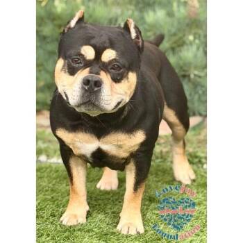 Pit Bull Terrier Dogs Available for Adoption - Sasha MB | PetCurious