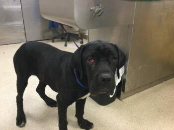 DOPEY -  Cane Corso Dog for Adoption in Riverside, California - DOPEY | PetCurious