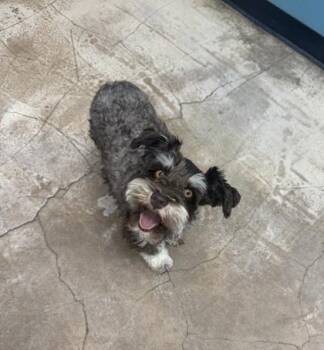 Miranda -  Poodle and Mixed Breed Dog for Adoption in Fort Worth, Texas - Miranda | PetCurious