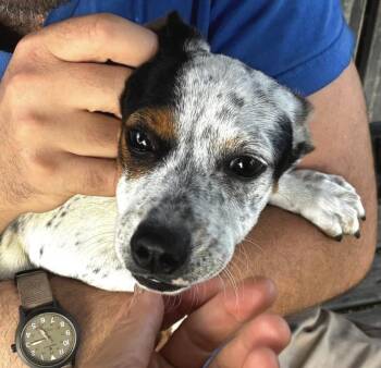 Sprite -  Cattle Dog Dog for Adoption in Davis, California - Sprite | PetCurious