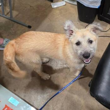 Riley -  Terrier and Mixed Breed Dog for Adoption in TIMBERCRK CYN, Texas - Riley | PetCurious