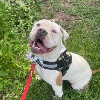 Palmer -  Bulldog and English Bulldog Dog for Adoption in San Antonio, Texas - Palmer | PetCurious