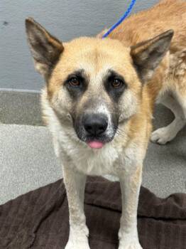 CANTOON -  German Shepherd Dog Dog for Adoption in Las Vegas, Nevada - CANTOON | PetCurious
