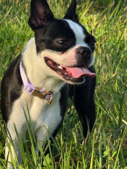 Zahra in MO -  Boston Terrier Dog for Adoption - Zahra In MO | PetCurious