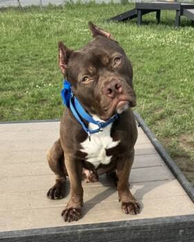 Rescue Mixed Breed Dogs for Adoption in West Chester, Pennsylvania - Elijah | PetCurious