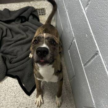 Loki -  Catahoula Leopard Dog and Mixed Breed Dog for Adoption in Lake Havasu City, Arizona - Loki | PetCurious