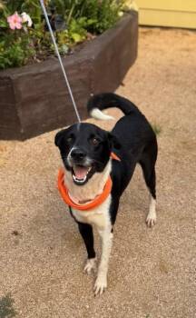 Rescue Border Collie Dogs for Adoption in Huntington, New York - Remus | PetCurious