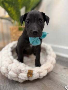 Pit Bull Terrier and Labrador Retriever Dogs Available for Adoption - Timmy Horton Sweets | PetCurious