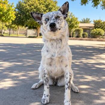 Delilah -  Australian Cattle Dog Blue Heeler Dog for Adoption in Lathrop, California - Delilah | PetCurious