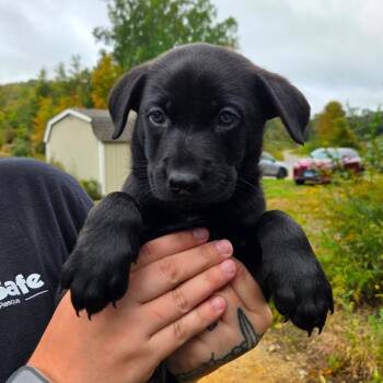 CT Blaze avail Oct 24 (Scarecrow Festival- Somers, CT) -  Shepherd and Mixed Breed Dog for Adoption in Stormville, New York - CT Blaze Avail Oct 24 (Scarecrow Festival- Somers, CT) | PetCurious