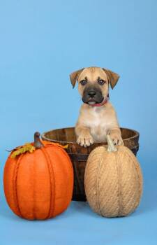 830-26 -  Shepherd Dog for Adoption in Brighton, Colorado - 830-26 | PetCurious