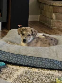**KARMEL** -  Australian Shepherd and Great Pyrenees Dog for Adoption in North Prairie, Wisconsin - **KARMEL** | PetCurious