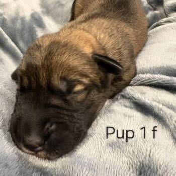 Cammie pup- Violet -  Hound and Mixed Breed Dog for Adoption in Fairfax Station, Virginia - Cammie Pup- Violet | PetCurious
