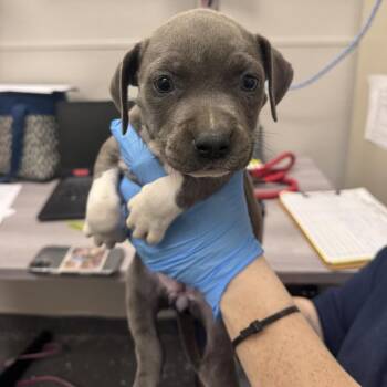Nani -  Mixed Breed Dog for Adoption in Columbiana, Alabama - Nani | PetCurious