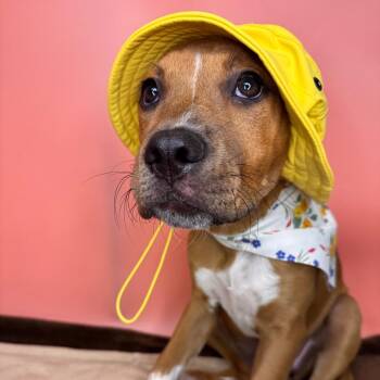 Bailey -  Boxer and Rhodesian Ridgeback Dog for Adoption in San Antonio, Texas - Bailey | PetCurious
