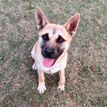 Akita Dogs Available for Adoption in Edmonton, Alberta - Lolita | PetCurious