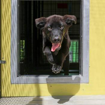 Jay -  Shepherd and Mixed Breed Dog for Adoption in Bradenton, Florida - Jay | PetCurious
