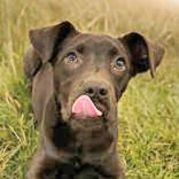 Labrador Retriever Dogs Available for Adoption in Portsmouth, Ohio - Mavis | PetCurious