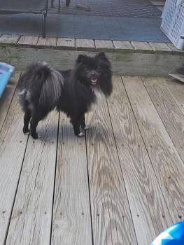 Dash -  Pomeranian Dog for Adoption in Traverse City, Michigan - Dash | PetCurious