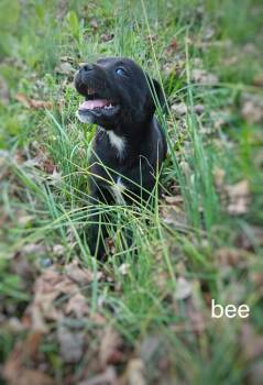 Mixed Breed Dogs Available for Adoption - Bee | PetCurious