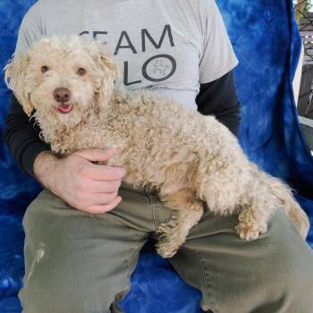 Poodle Dogs Available for Adoption - REEF | PetCurious