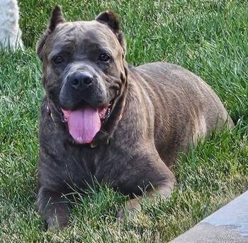 Thunder -  Cane Corso Dog for Adoption in Larkspur, Colorado - Thunder | PetCurious