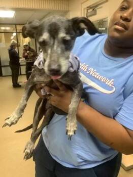 Terrier and Mixed Breed Dogs Available for Adoption - Abe | PetCurious