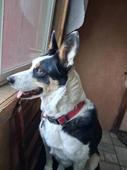 Cattle Dog Dogs Available for Adoption in Bend, Oregon - Polly | PetCurious
