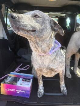 Australian Cattle Dog Blue Heeler and Mixed Breed Dogs Available for Adoption in Stockton, California - ABBY | PetCurious
