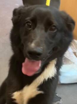 Shepherd Dogs Available for Adoption in Elizabethton, Tennessee - Buster | PetCurious