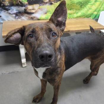 Meeka -  German Shepherd Dog and Mixed Breed Dog for Adoption in Normal, Illinois - Meeka | PetCurious