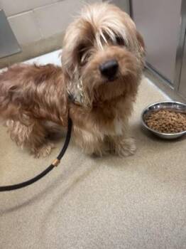 Doug -  Spaniel and Mixed Breed Dog for Adoption in Farmers Branch, Texas - Doug | PetCurious