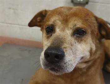 DIGGER -  Mixed Breed Dog for Adoption in Columbia, South Carolina - DIGGER | PetCurious