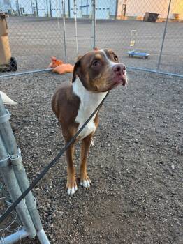 Bean -  Mixed Breed Dog for Adoption in Minot, North Dakota - Bean | PetCurious