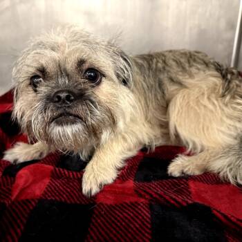 Rescue Shih Tzu Dogs for Adoption in Northbrook, Illinois - Prince Bonded With King | PetCurious