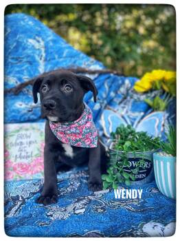 Labrador Retriever Dogs Available for Adoption in Sebring, Florida - Wendy | PetCurious