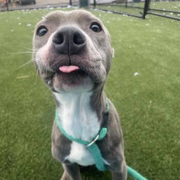 Syria -  Pit Bull Terrier Dog for Adoption in Philadelphia, Pennsylvania - Syria | PetCurious