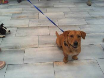PIEROGI -  Mixed Breed Dog for Adoption in Charlotte, North Carolina - PIEROGI | PetCurious