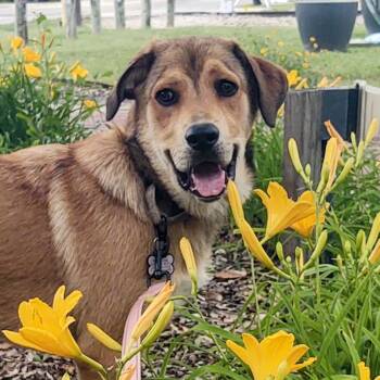 Rescue German Shepherd Dog and Beagle Dogs for Adoption in Ennis, Texas - Emmie | PetCurious