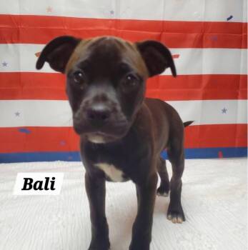 Bali -  French Bulldog and Pug Dog for Adoption in Urbana, Ohio - Bali | PetCurious