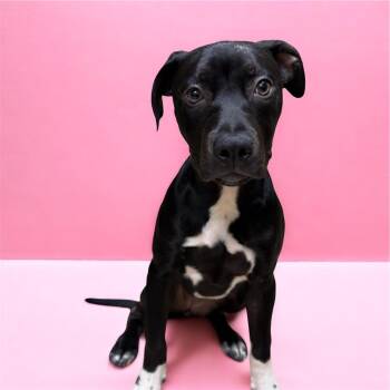 Pit Bull Terrier Dogs Available for Adoption in Lebanon, Tennessee - Allie | PetCurious