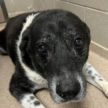 Ring -  Labrador Retriever and Mixed Breed Dog for Adoption in Brenham, Texas - Ring | PetCurious