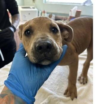 Louisa -  American Bulldog and Mixed Breed Dog for Adoption in Tampa, Florida - Louisa | PetCurious