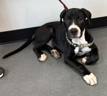 Ic3 Mcwoof -  Pit Bull Terrier Dog for Adoption in Lawrenceville, Georgia - Ic3 Mcwoof | PetCurious