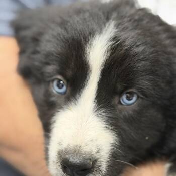 Great Pyrenees and Mixed Breed Dogs Available for Adoption in Midland, Texas - Saturn | PetCurious