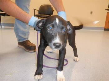 Labrador Retriever and Pit Bull Terrier Dogs Available for Adoption in San Jose, California - PETER | PetCurious