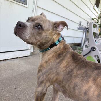 Rescue Pit Bull Terrier Dogs for Adoption in Rockford, Illinois - Lucy | PetCurious