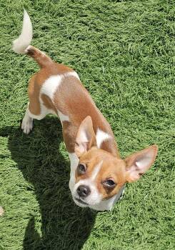 Chihuahua Dogs Available for Adoption - Miko- Tiny Heartbreaker | PetCurious
